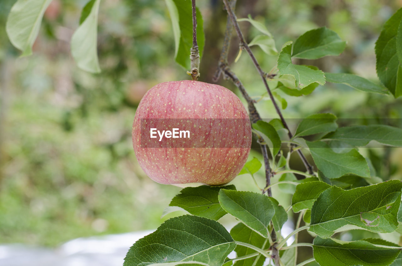 CLOSE-UP OF APPLES IN TREE