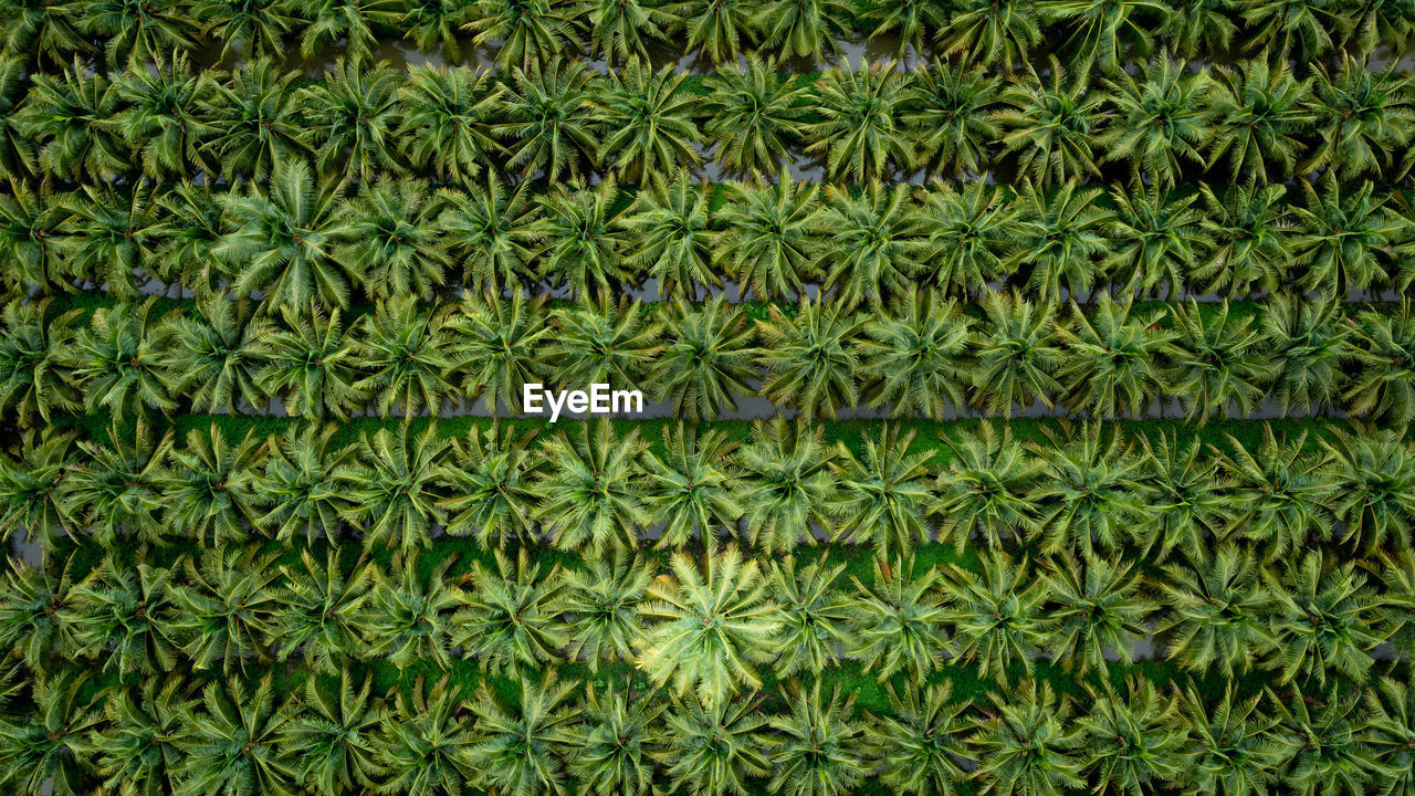 Coconut agricultural fields plantation green color in a row and water aerial top view photograph 