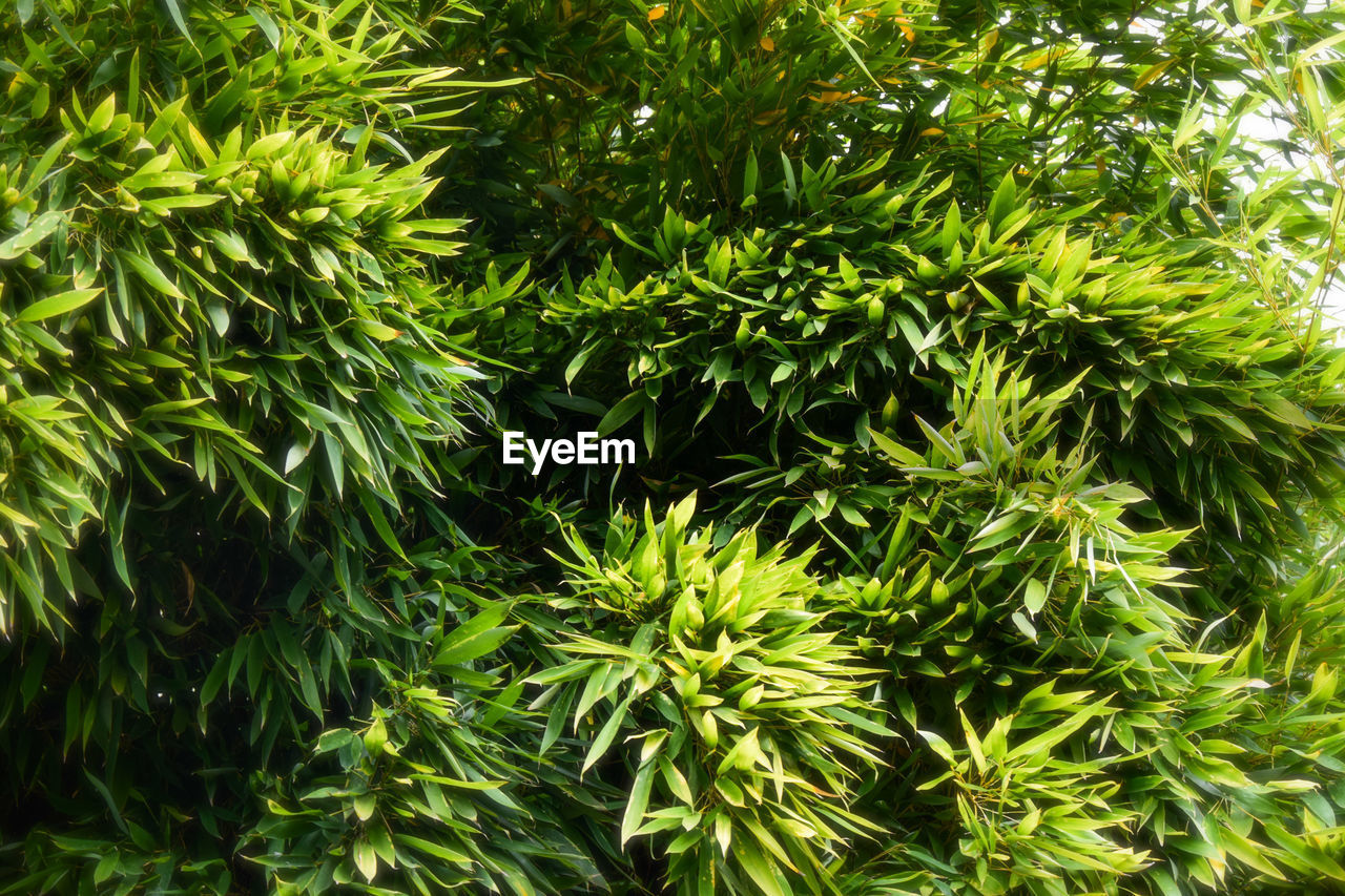 Full frame shot of green leaves