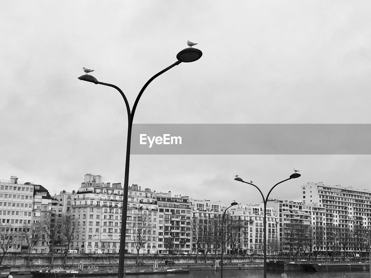 Low angle view of street lights with perching seagulls in paris 