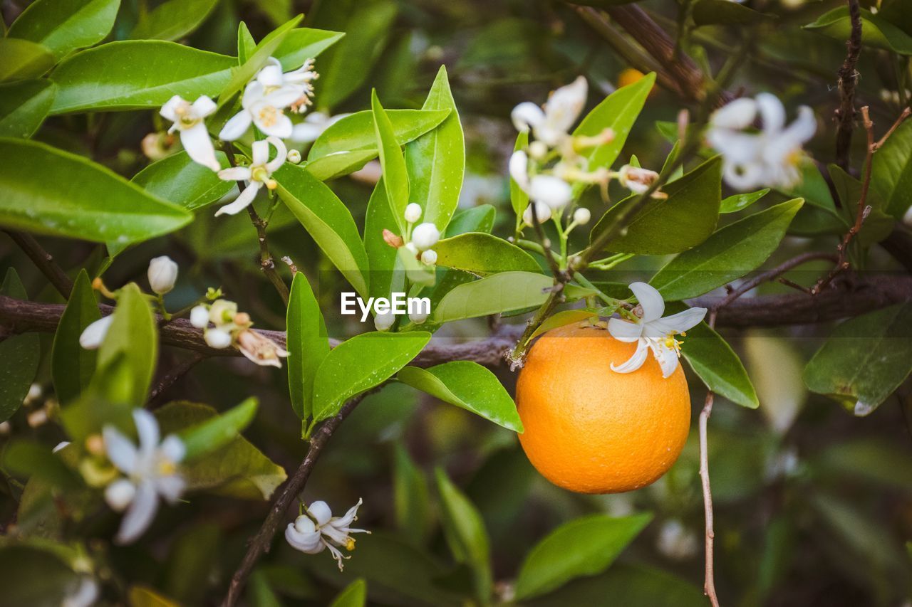 Close-up of fruit and its blossoms all together growing on tree