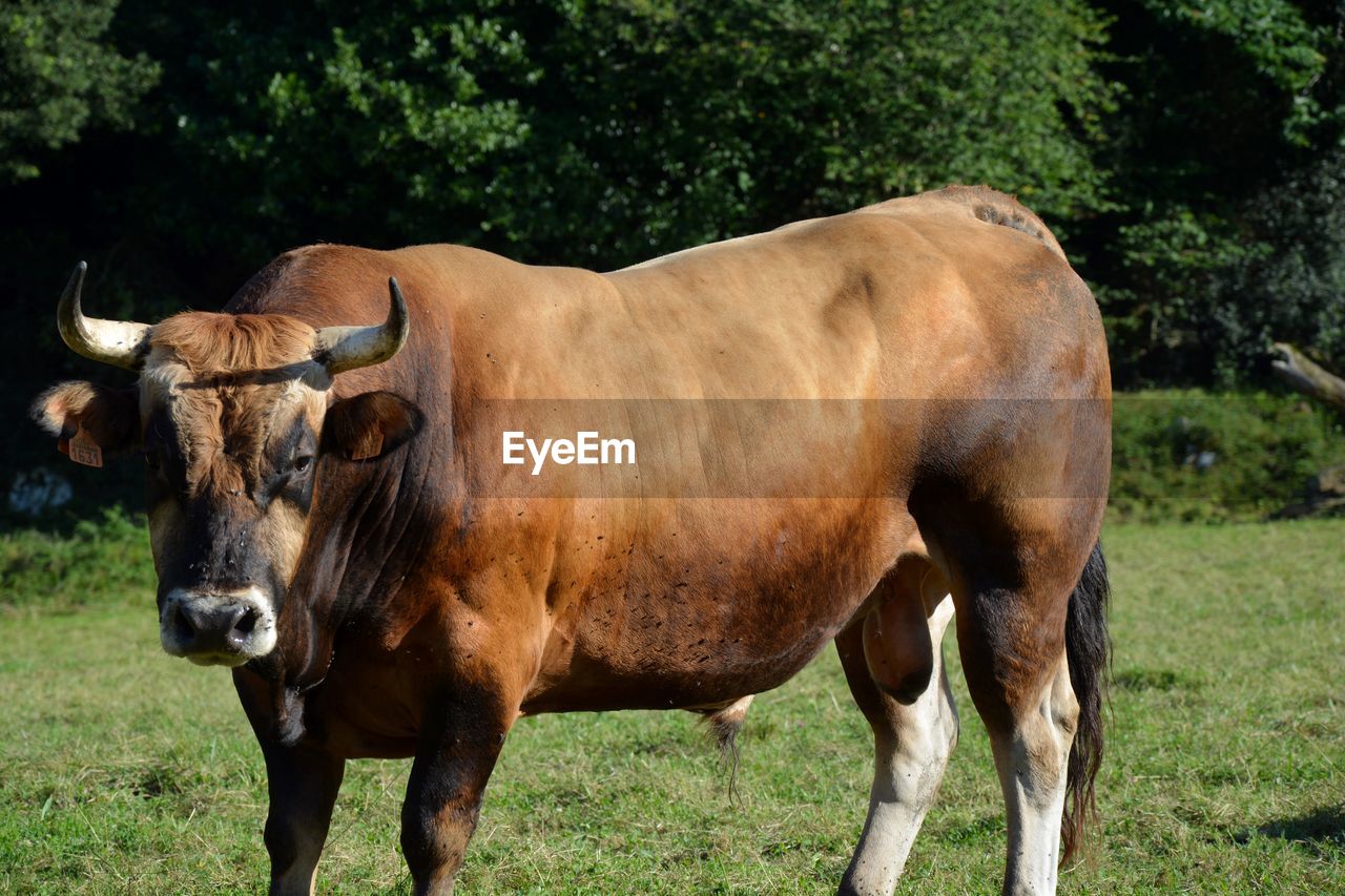 Cow standing on field