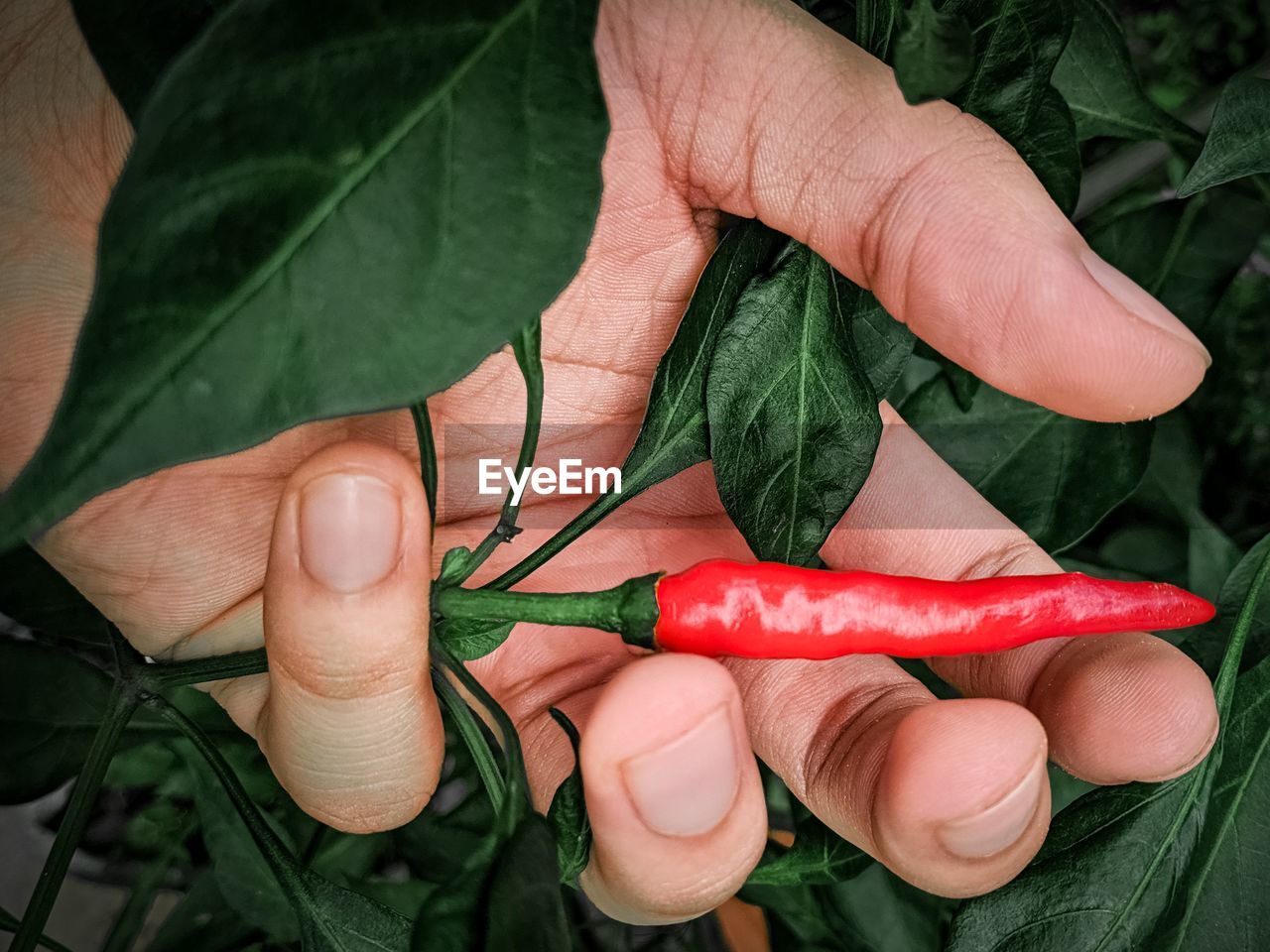 Close-up of hand holding leaves and chilli pepper