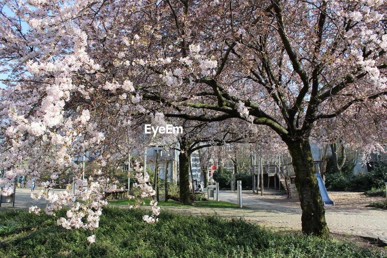 Trees growing in park