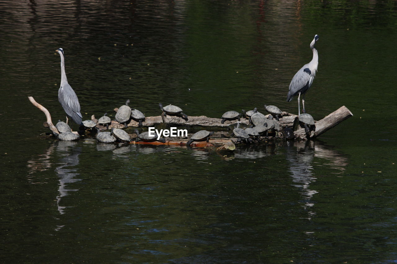 Tortoise and birds on lake