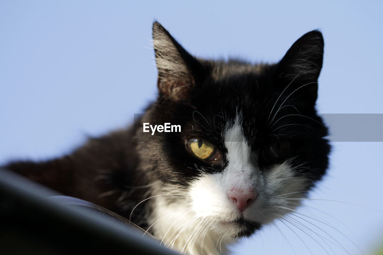 Close-up portrait of a cat