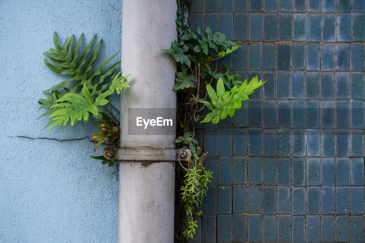 Young fern leaves germinated behind a drainpipe against a wall covered with blue-green tiles