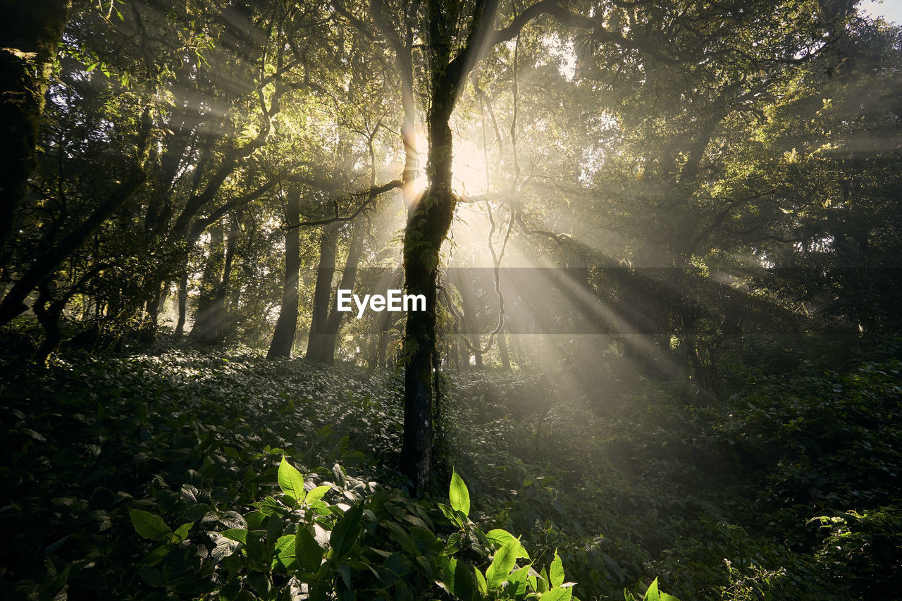 Morning sun shining through trees in beautiful tropical rainforest in thailand.