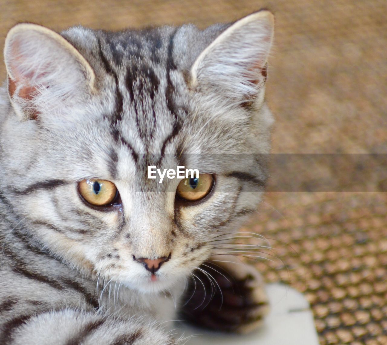 Close-up portrait of cat