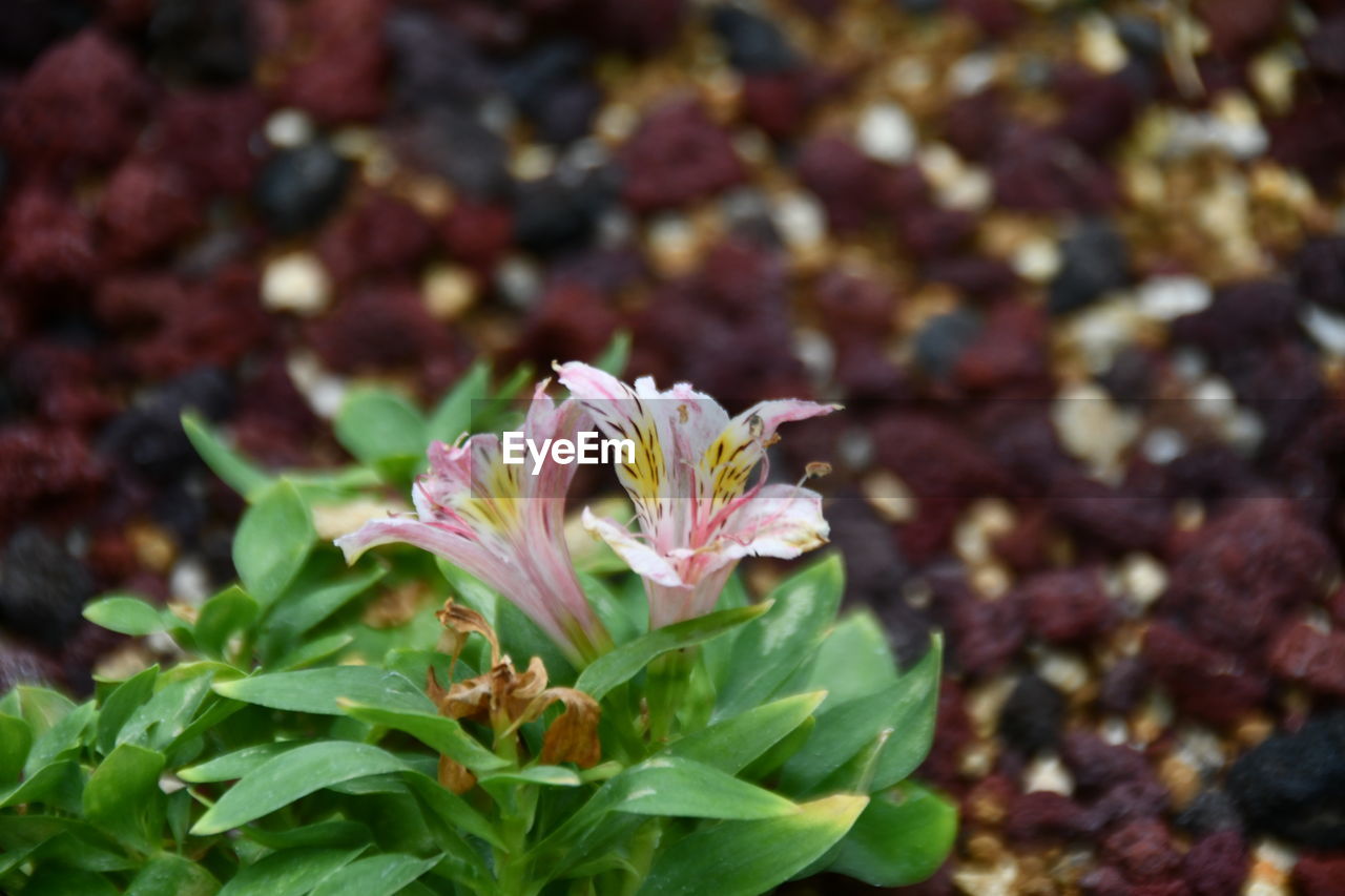 CLOSE-UP OF PINK FLOWERING PLANTS