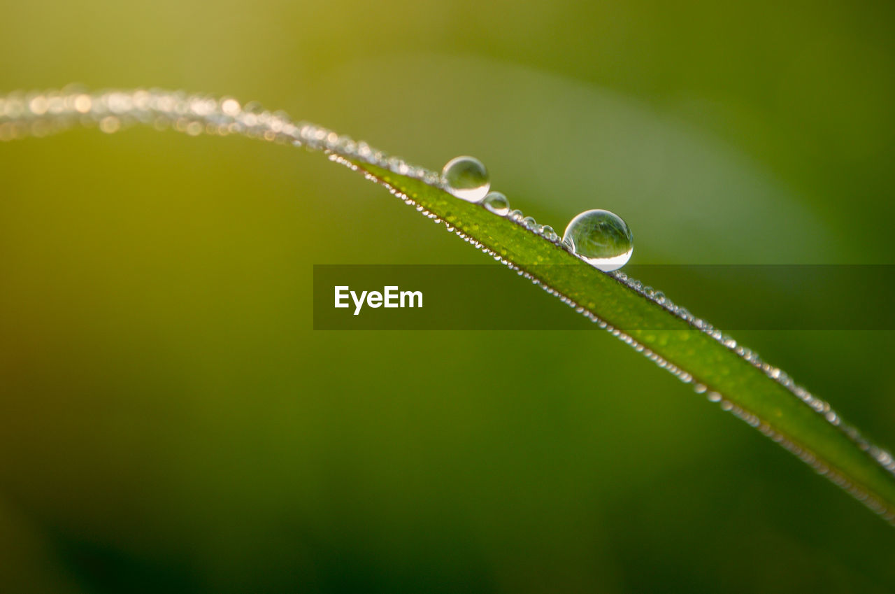 Close-up of water drops on grass blade 