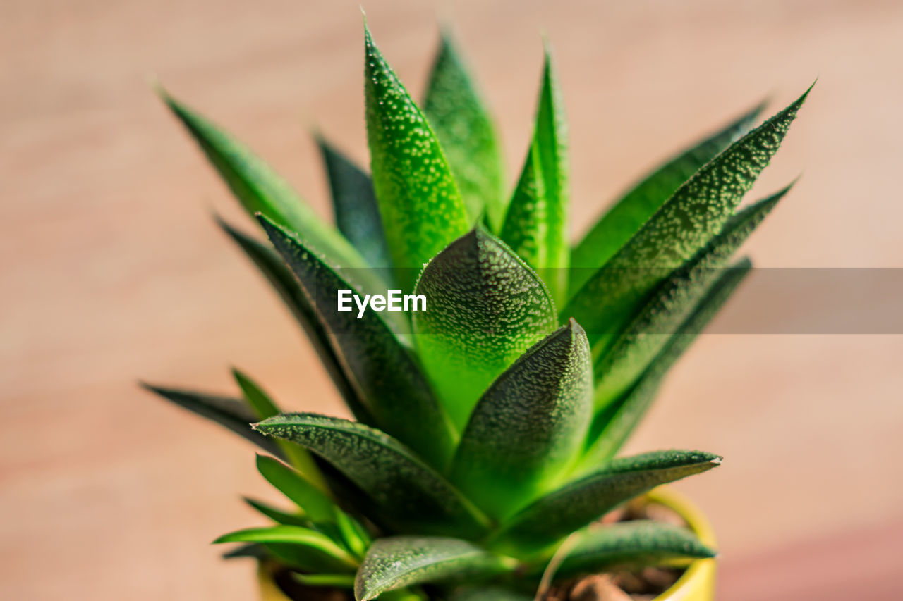 Aloe vera plant in yellow ceramic pot, houseplant, domestic gardening. soft focus.