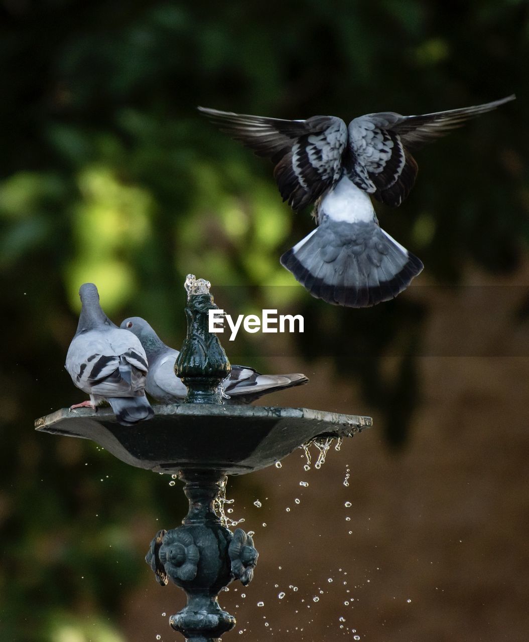 BIRD FLYING OVER WATER