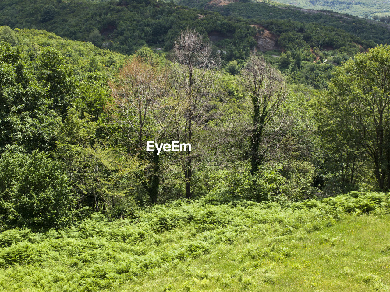 PLANTS AND TREES IN FOREST