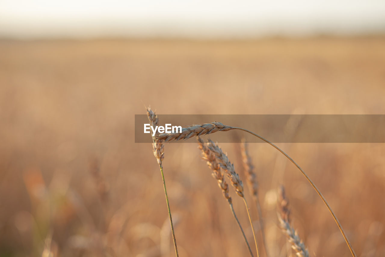 Ears of wheat or rye growing in the field at sunset. field of rye during the harvest period