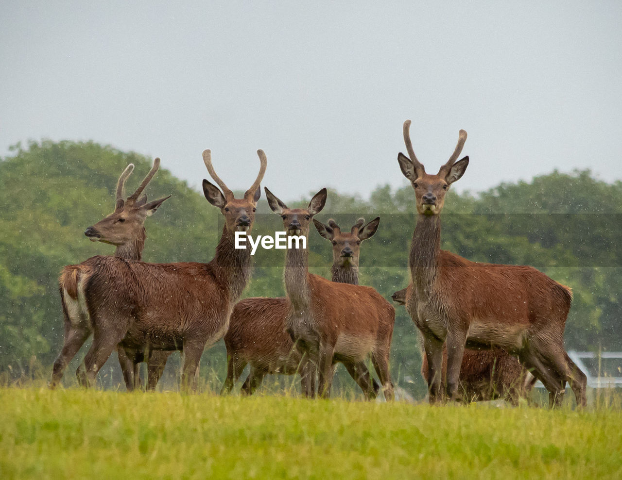 Deer in a field