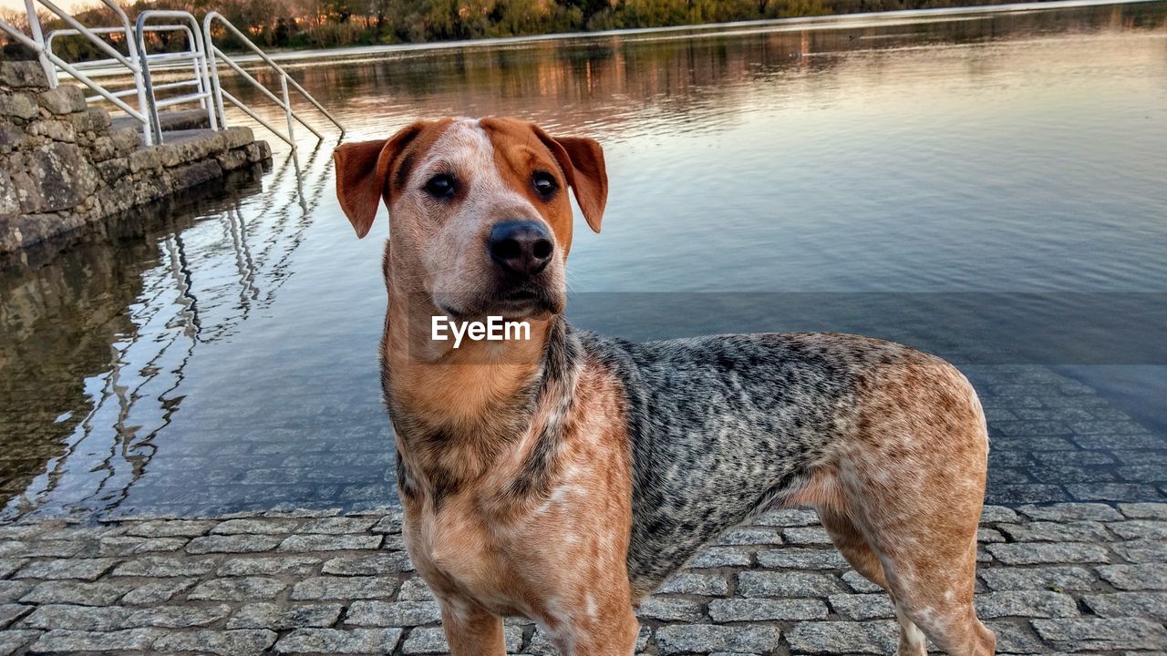 PORTRAIT OF DOG STANDING IN WATER