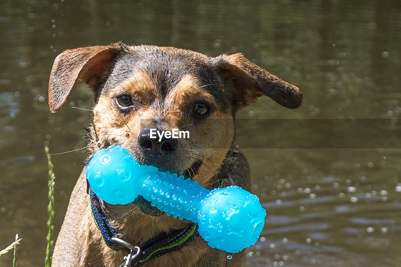 Close-up of wet dog holding toy in mouth