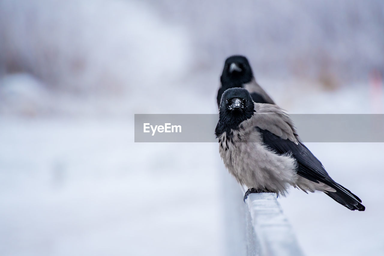 animal themes, animal, bird, animal wildlife, wildlife, winter, one animal, snow, cold temperature, crow-like bird, nature, close-up, no people, outdoors, day, beak, black, full length, animal body part, environment, wing