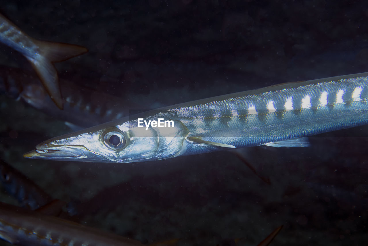 Yellowmouth barracuda - sphyraena viridensis - in the mediterranean sea