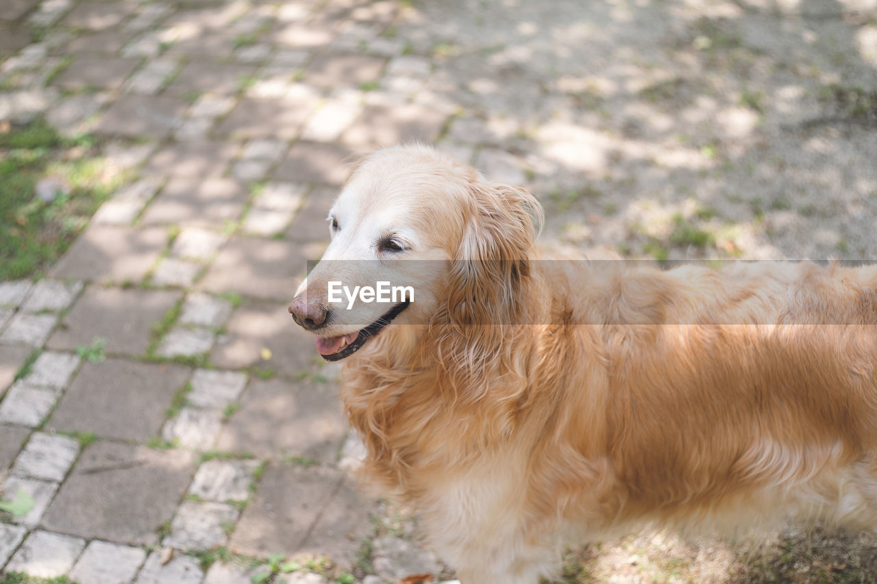 Pet cute large breed golden retriever, hair color light cream, old dog, 11 years old, female.