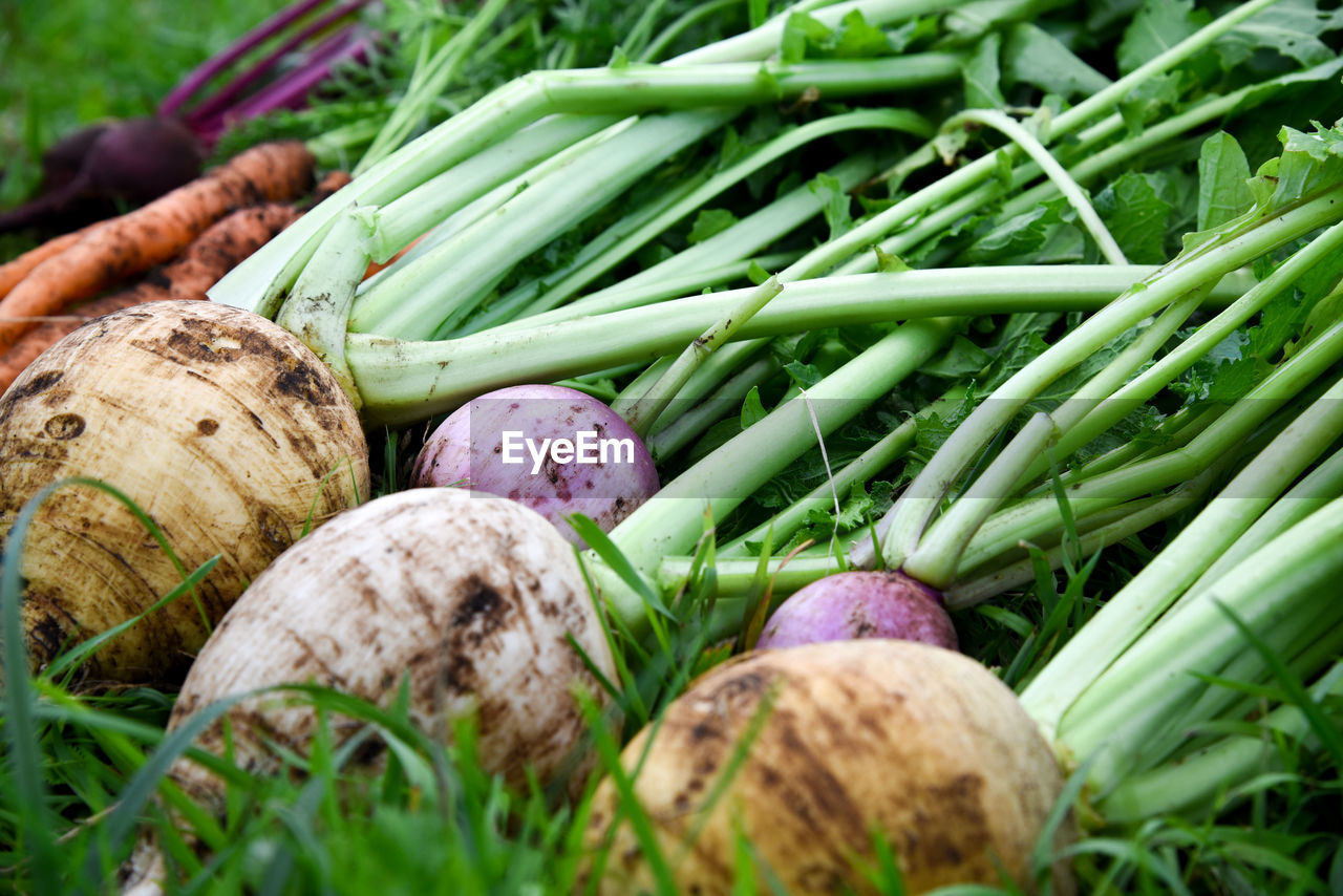 Freshly harvested vegetables. turnip, carrot and beet fruits.