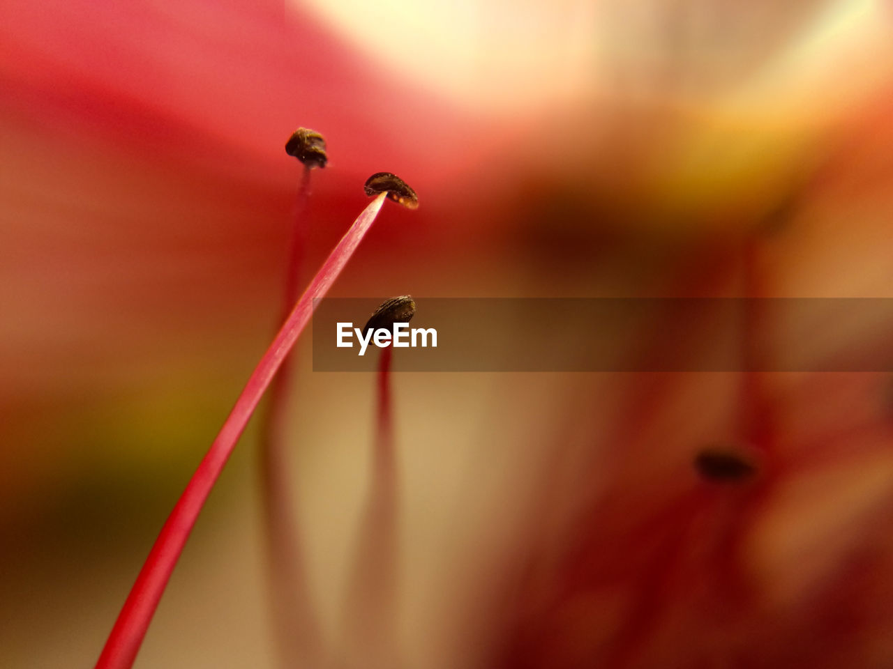 CLOSE-UP OF RED FLOWER