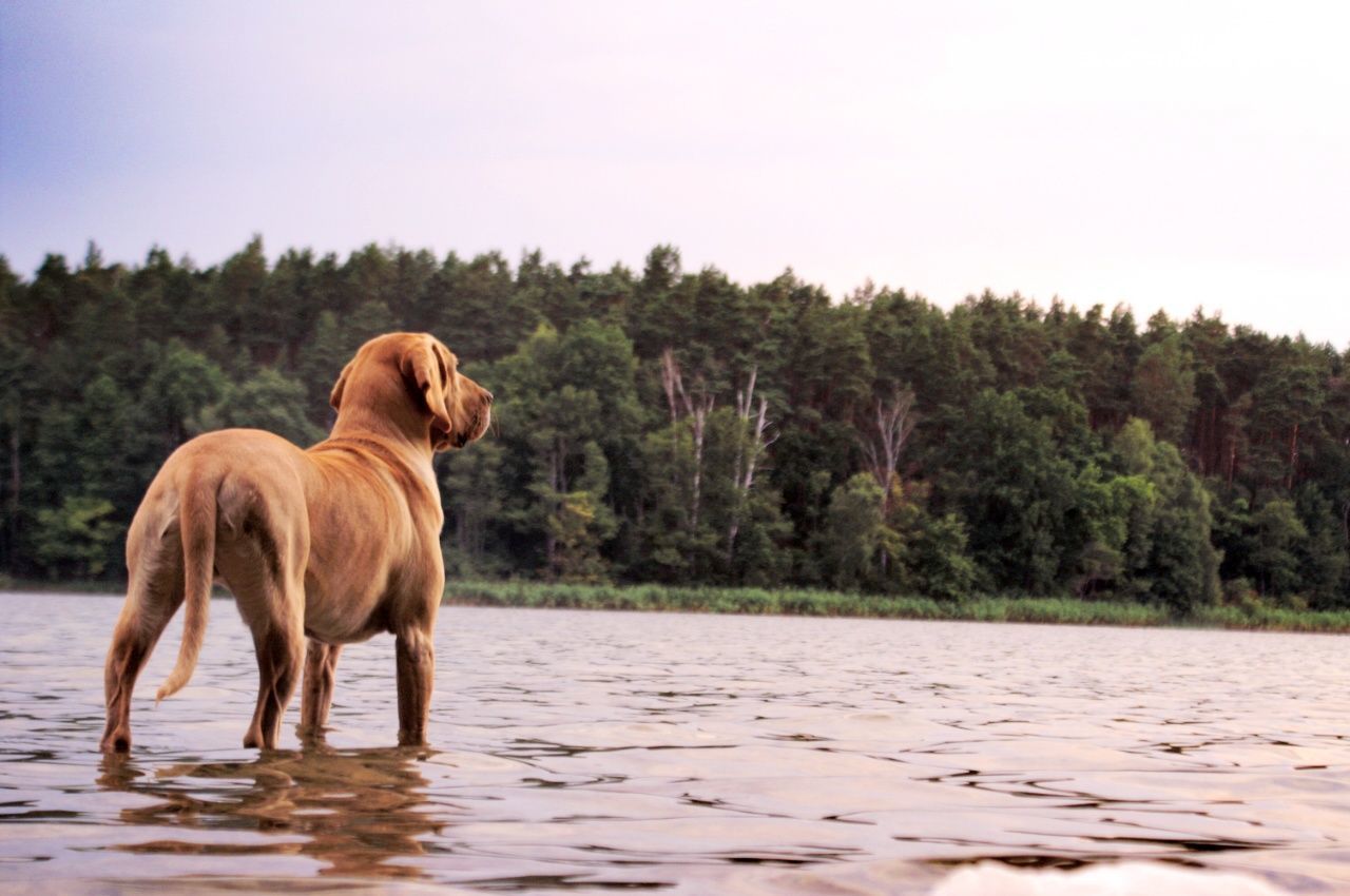 Dog standing in lake against clear sky