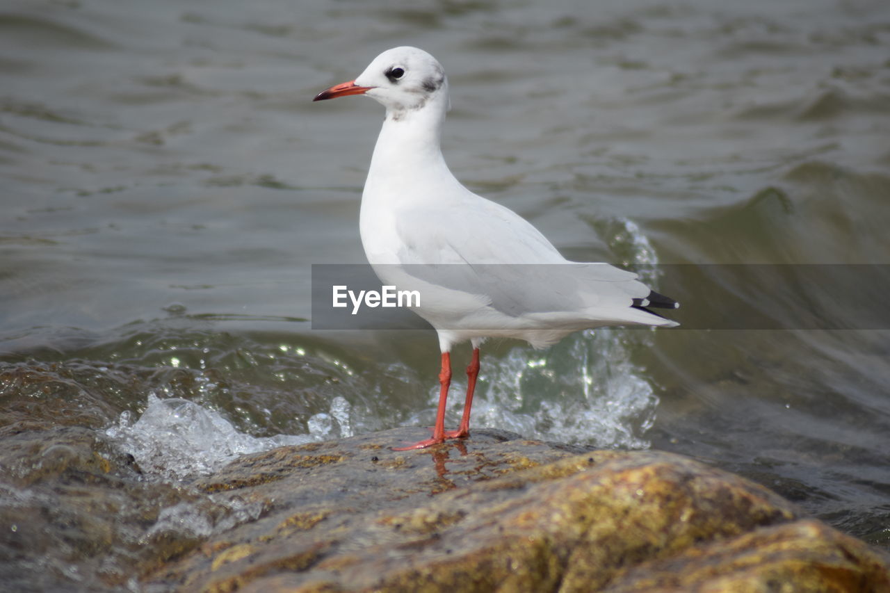 Seagull perching on a sea