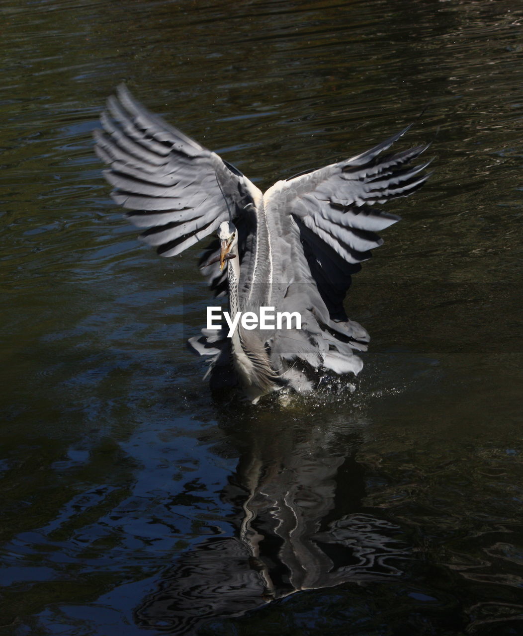 High angle view of bird swimming on lake