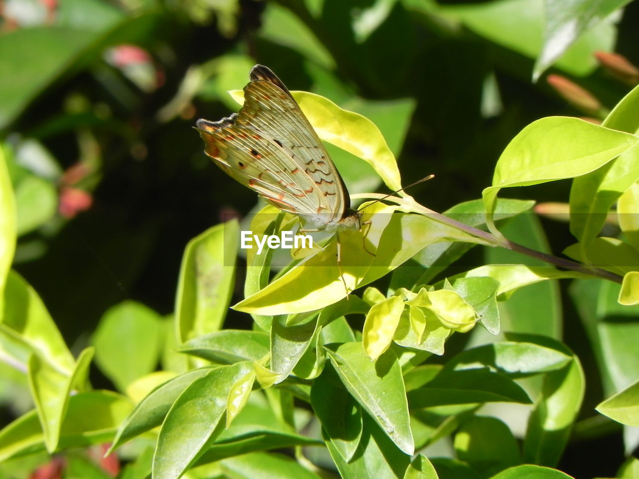CLOSE-UP OF BUTTERFLY ON PLANT
