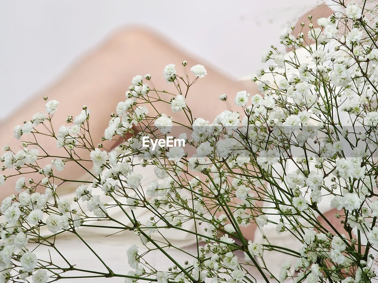 plant, branch, flower, spring, blossom, flowering plant, nature, beauty in nature, tree, freshness, fragility, springtime, growth, outdoors, close-up, day, white, one person, focus on foreground, leaf, floristry, lilac, petal, tranquility, twig, cherry blossom