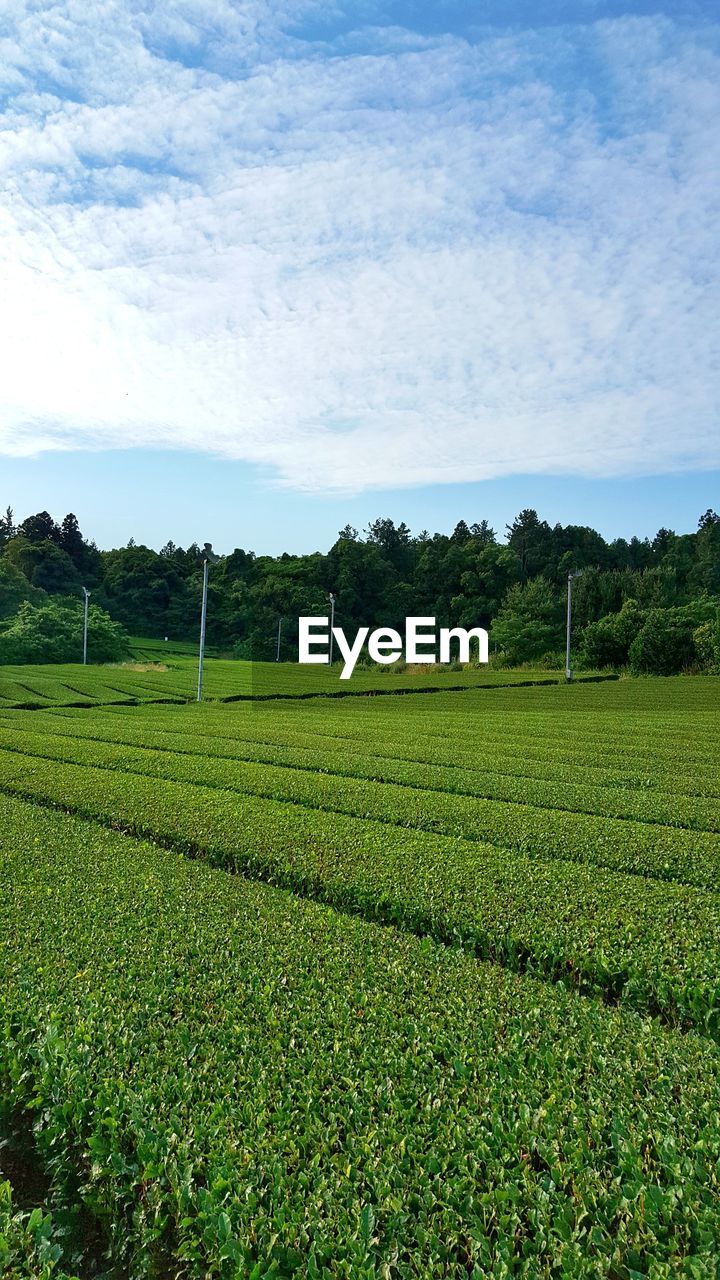 SCENIC VIEW OF FARMS AGAINST SKY