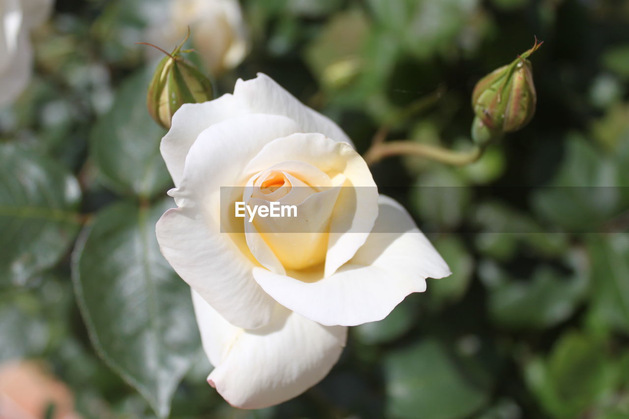 CLOSE-UP OF WHITE ROSE AGAINST PLANTS