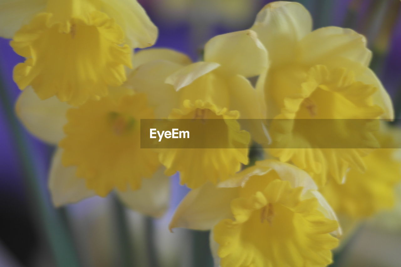 Close-up of yellow daffodils