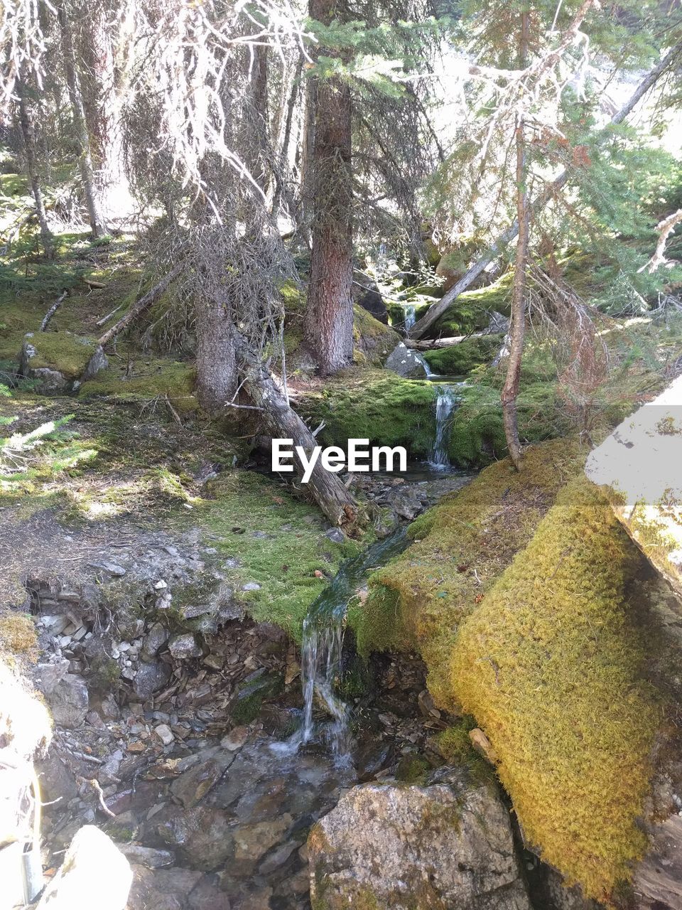 RIVER FLOWING THROUGH ROCKS IN FOREST