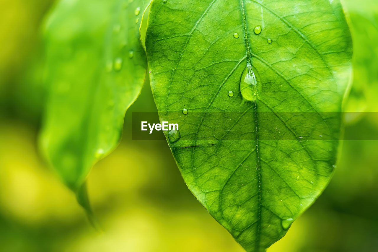 CLOSE-UP OF WET LEAF