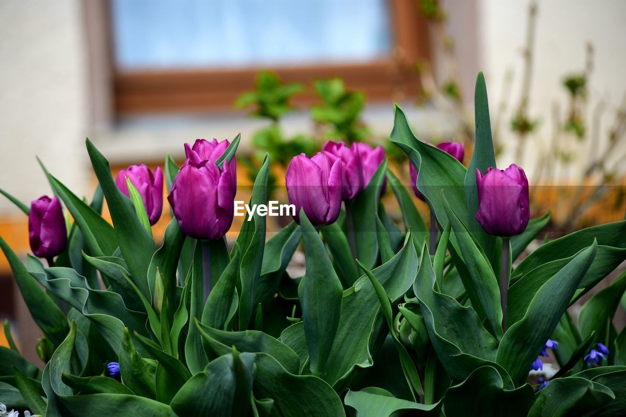 CLOSE-UP OF PINK TULIPS AGAINST PURPLE TULIP