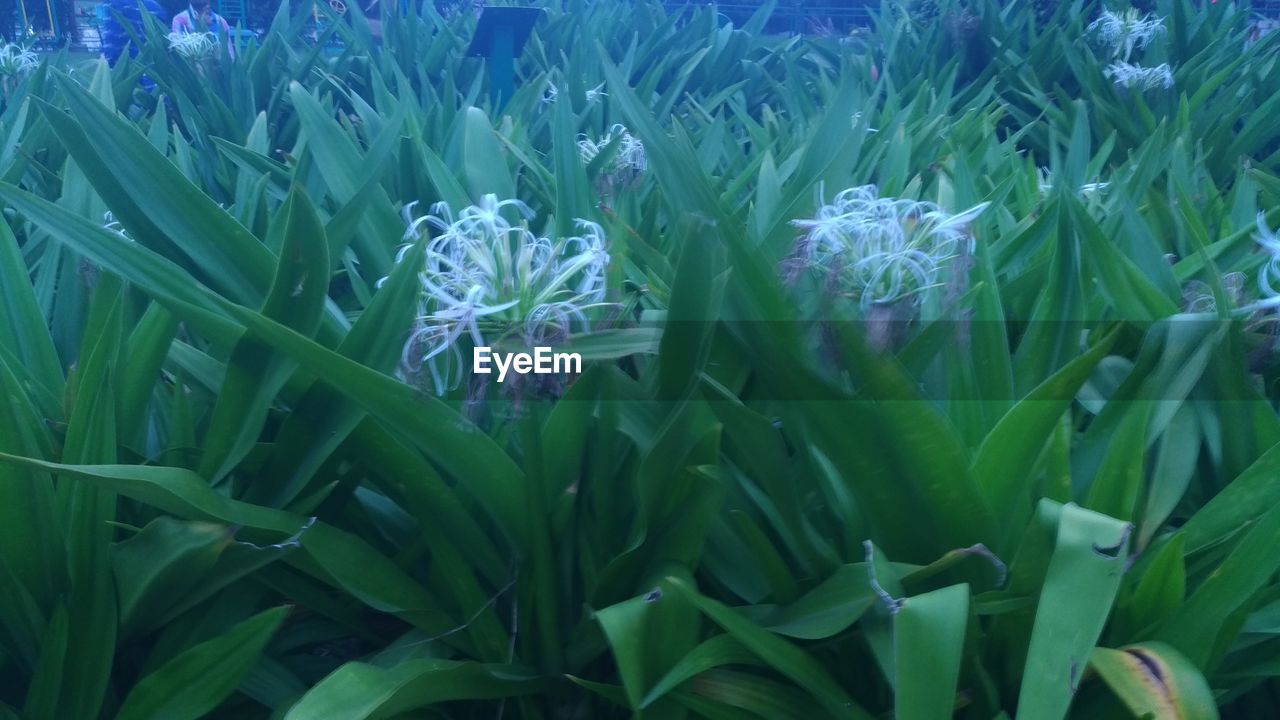 CLOSE-UP OF PURPLE FLOWERING PLANTS