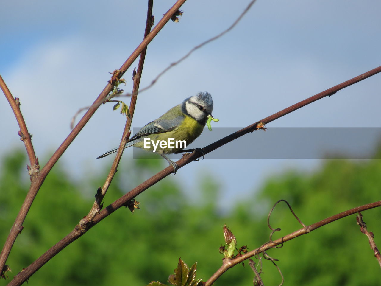 Low angle view of bird perching on branch - parus caeruleus