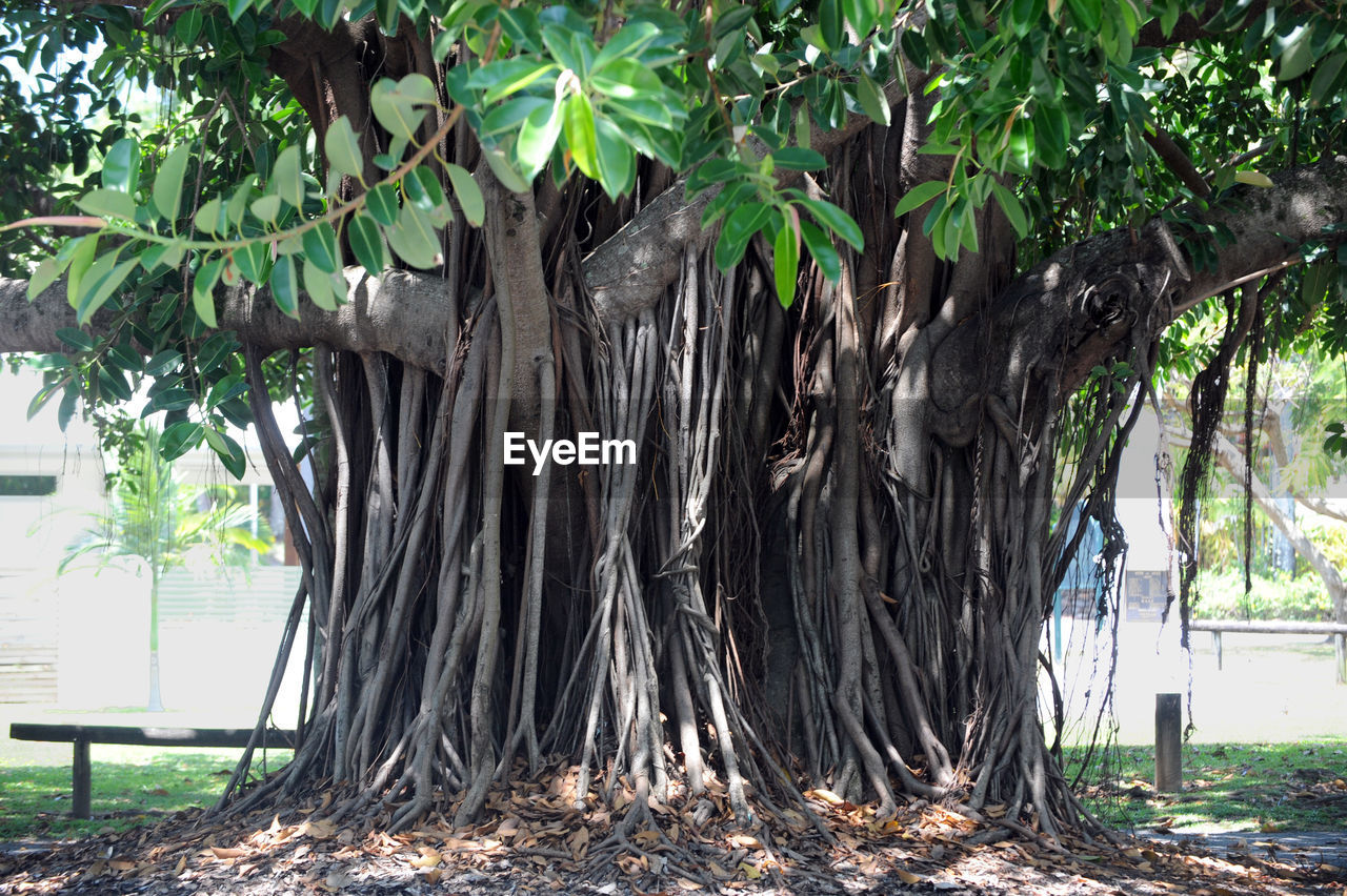 TREES ON FIELD