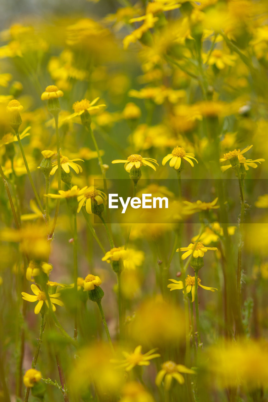 plant, yellow, flower, beauty in nature, field, meadow, flowering plant, nature, land, rapeseed, growth, freshness, landscape, prairie, sunlight, grassland, environment, rural scene, selective focus, no people, agriculture, summer, springtime, green, outdoors, vibrant color, canola, backgrounds, crop, close-up, day, plain, tranquility, scenics - nature, grass, food, food and drink, wildflower, farm, blossom, fragility, sky