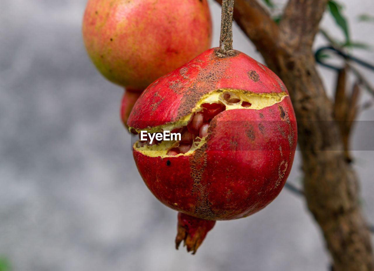 fruit, food and drink, food, healthy eating, pomegranate, red, plant, produce, wellbeing, branch, tree, freshness, close-up, nature, no people, focus on foreground, ripe, flower, macro photography, outdoors, hanging, day, apple - fruit, agriculture, tropical fruit, apple