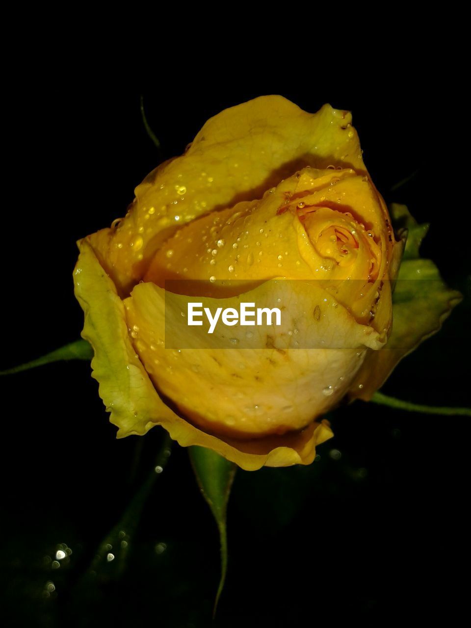 CLOSE-UP OF WET YELLOW ROSE