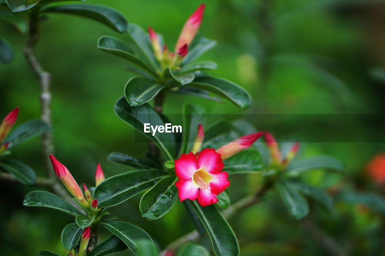 CLOSE-UP OF RED FLOWER