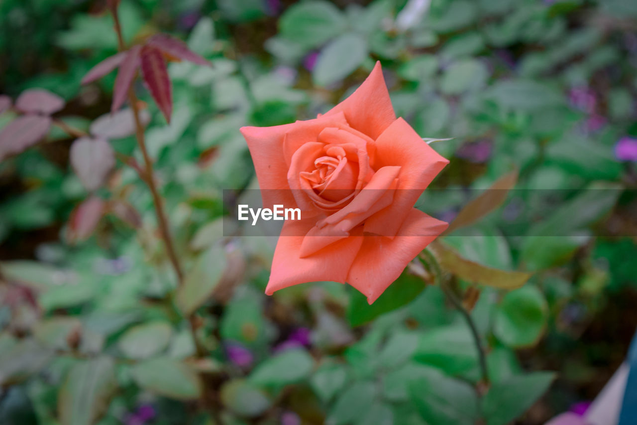 Close-up of pink rose