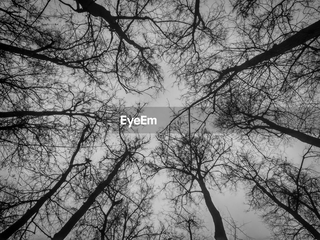 Low angle view of bare trees against sky