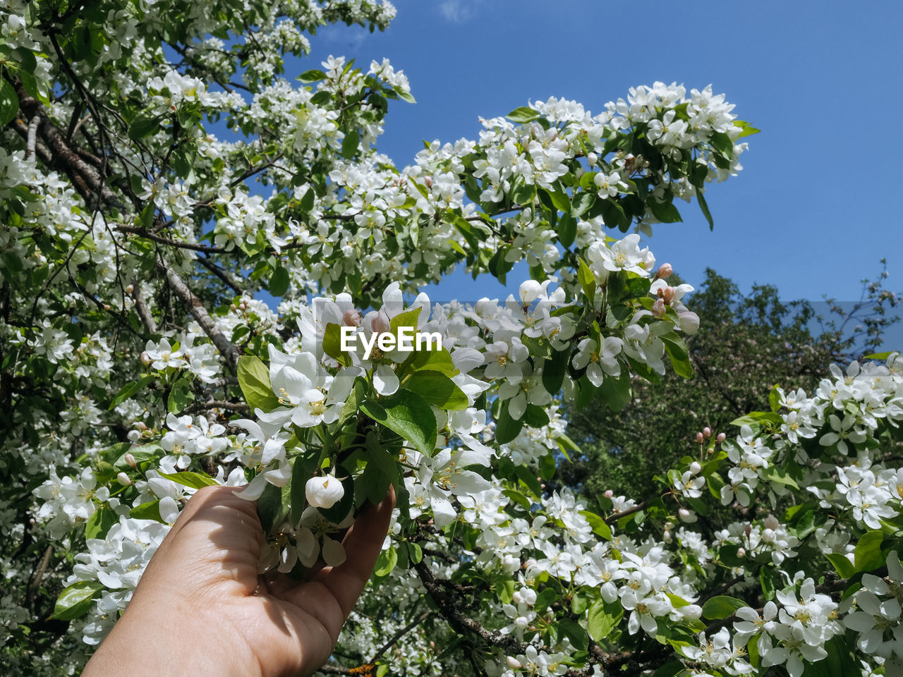 plant, hand, one person, blossom, nature, flower, personal perspective, growth, tree, flowering plant, freshness, branch, beauty in nature, shrub, holding, day, lifestyles, outdoors, finger, sky, produce, leisure activity, adult, fragility, springtime, green, low angle view, human limb, limb, sunlight, close-up, white, fruit tree