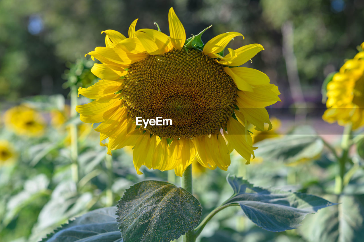 CLOSE-UP OF YELLOW FLOWERING PLANT