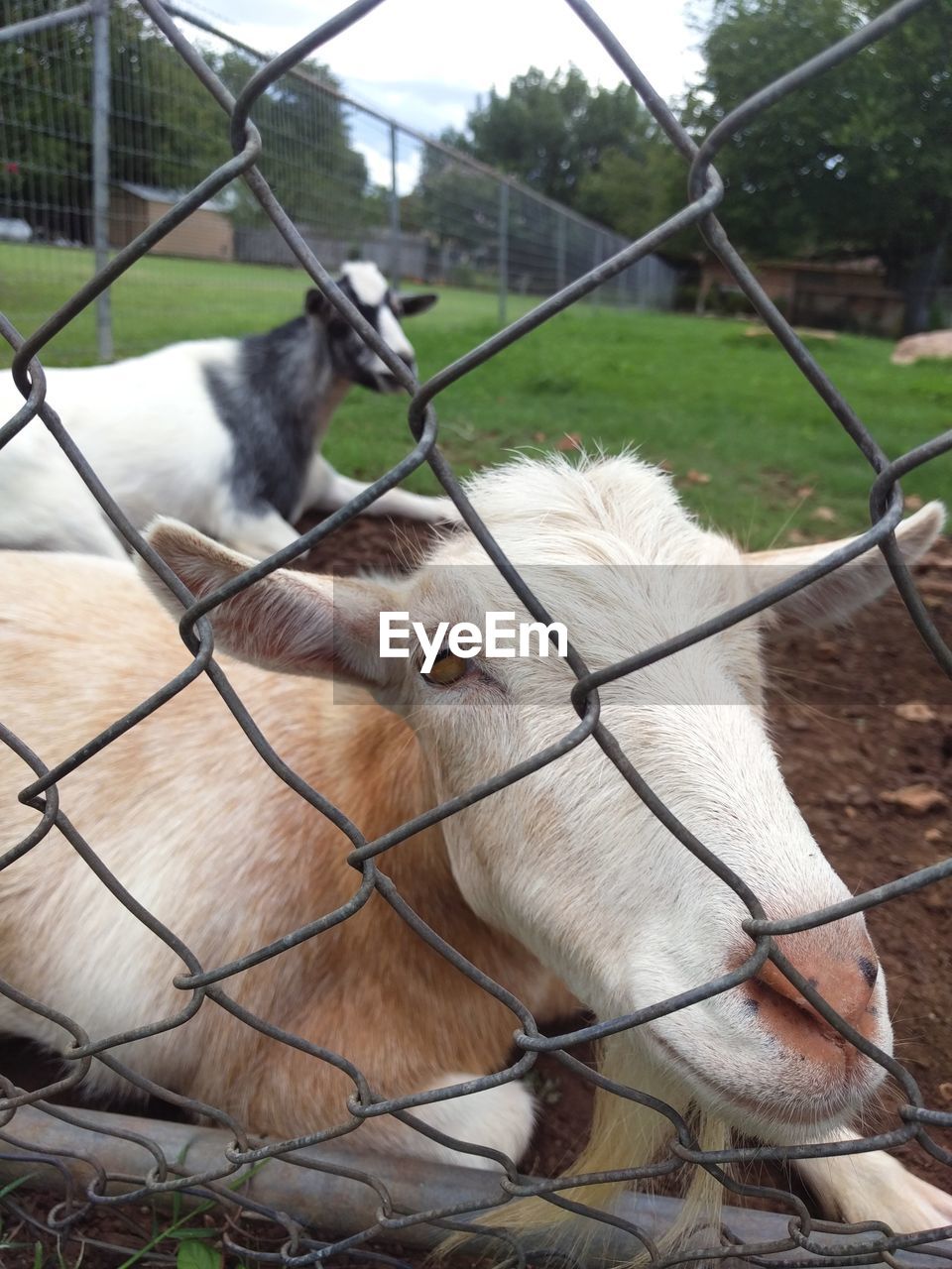 Portrait of goat sitting behind chainlink fence on field